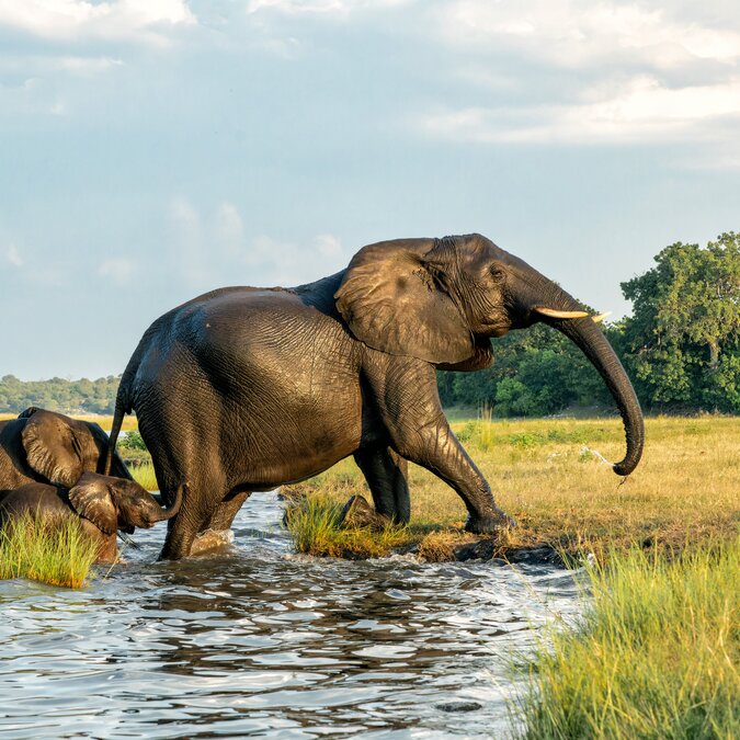  Chobe National Park Elephants | © shutterstock_2504198197